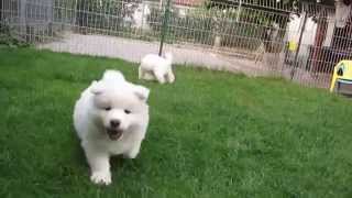 Samoyed puppies 6 weeks old