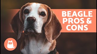 BENEFITS of Adopting a BEAGLE🐶✅ (Top 7 ADVANTAGES)