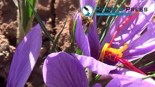 Dünyanın En Pahalı Baharatını Dersimde Ekti