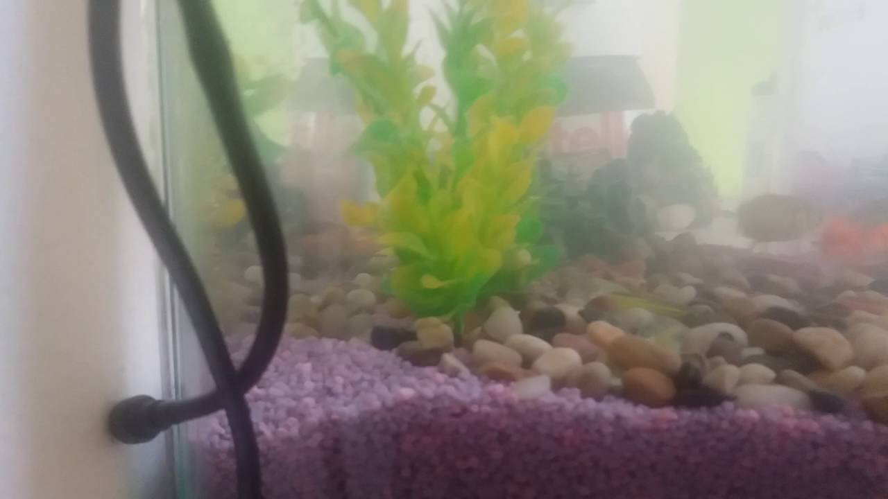 Nuovi pesci e decorazioni per il mio acquario 😍 - YouTube