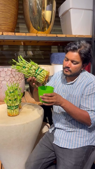 how-to-grow-lucky-plant-very-easy-shorts-youtube