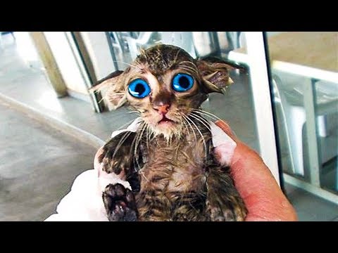 tiny-rescue-kitten-was-constantly-crying,-then-his-owner-realized-he-was-trying-to-say-something