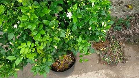 Bán cây nguyệt quế thoát thân hoa chi chít 0977973535