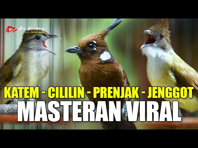 MASTERAN KOMBINASI CILILIN - KAPAS TEMBAK - PRENJAK - CUCAK JENGGOT class=