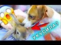 СОБАКА ПЕРВЫЙ РАЗ НЮХАЕТ КРОЛИКА РЕАКЦИЯ СОБАКИ И КРОЛИК | Elli Di Pets