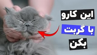 ده کاری که در یک چشم بهم زدن گربه رو شاد میکنه ضد افسردگی گربه