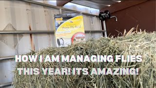 How I Am Managing Flies In The Milking Barn This Year!