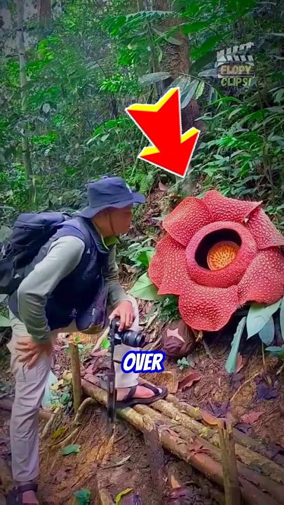 Nature’s Monster Flower — The Rafflesia Arnoldii 🌸💀 #shorts #viral