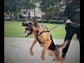 German Shepherd (GSD) Training Session To Gain Ultimate Control Over The Dog