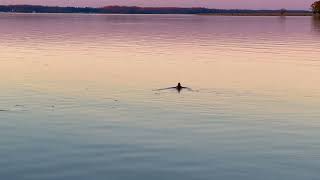 Diving Duck Swimming Away