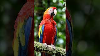 dancing parrot kids learning material #viral #animals #shorts