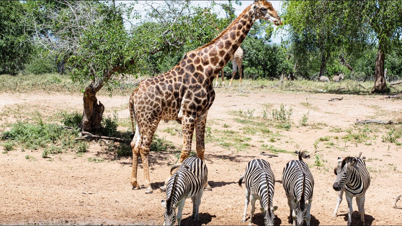 Zebra And Giraffe Sounds☺️☺️ Animals Adda