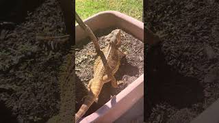 Bearded dragon gradually changes colour in the sun