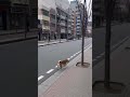Wait… did that dog just jump from the second floor window!? | 2階の窓から… 犬がそのままジャンプ！？