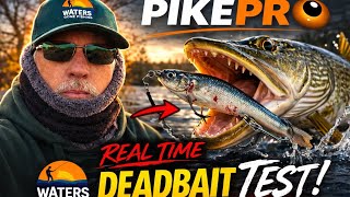 Does PikePro Work? Deadbait Pike Fishing Test #pikefishing #pikepro #deadbaitfishing
