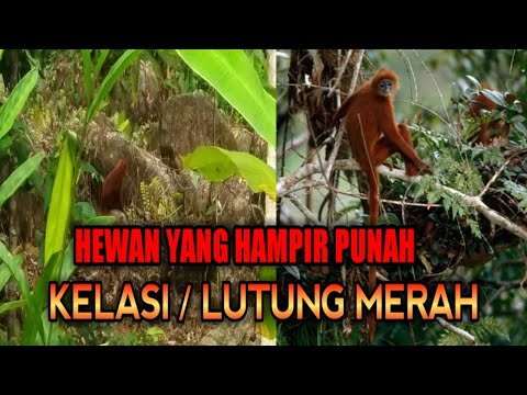 Video: Pencipta Pulau Monyet Akan Bercakap Dengan Pemilik Hak Disney Mengenai Rancangan Permainan Baru