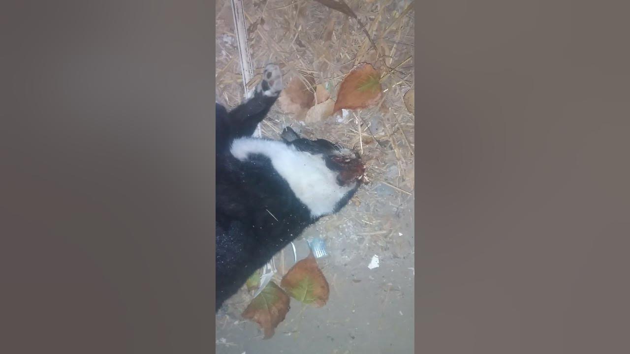 dead black cat dead on the street .what happened? YouTube
