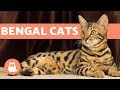 Bengal cat  characteristics and character