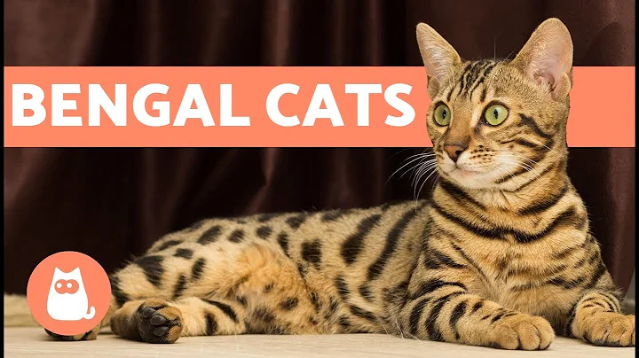 Bengal Cat  Characteristics and Character