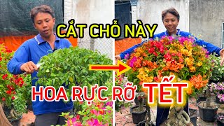 How To Make Bougainvillea Bloom In Time For Tet & All Year Round | How To Make Bougainvillea Bloo...