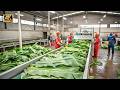 How Banana Leaves Are Cleaned, Processed, and Packed in Mega Factories