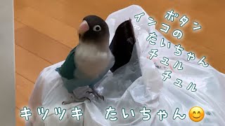 ボタンインコのたいちゃん！キツツキたいちゃん😊