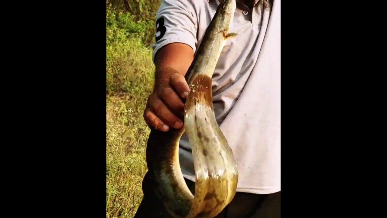 Baam Fish Catching|