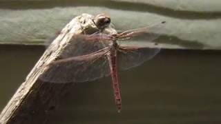 Variegated Meadowhawk (Sympetrum corruptum) - October 15, 2010