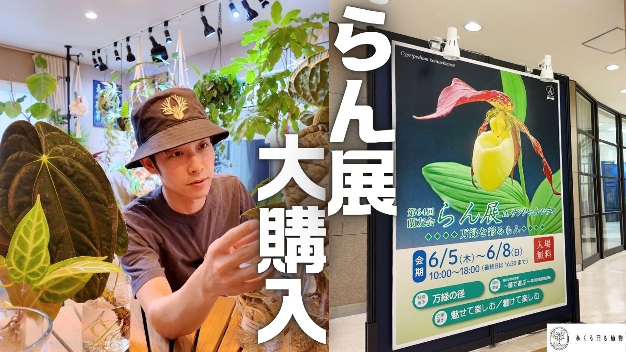 らん展で大量購入！展示や輸入株が目白押しの最高イベント！！