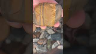 A beautiful example of Chert. Flint.