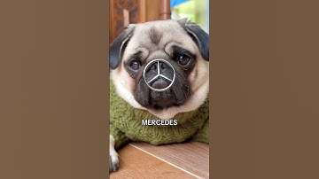 There is no better CAR than this 😂🏎️🧀 #pug #dog