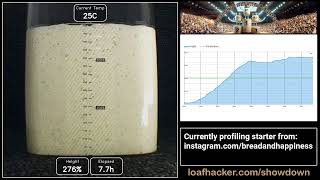 Sourdough Starter Showdown: breadandhappiness (*FULL* proofing session)