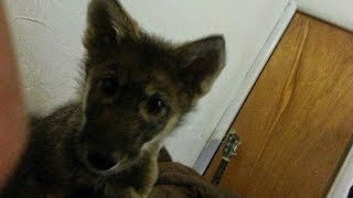 Парень Подобрал И Вырастил Щеночка, Но Только Потом Узнал, Что Это Была Вовсе Не Собака