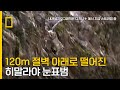 사냥중 120M 절벽 아래로 추락한 히말라야 눈표범!