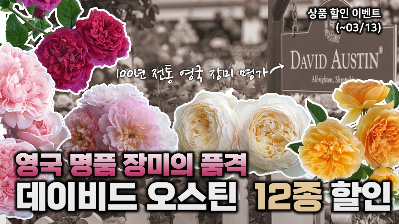 전통과 역사의 영국 장미를 소개해요🌹데이비드 오스틴 장미 12종 소개 및 할인 이벤트까지🎁