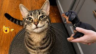 Download lagu Kompilasi Kucing Lucu🐈 | COBA JANGAN TERTAWA – Reaksi Kucing dan Momen Drama Terlucu🤣😹