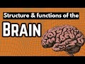 “HAP | Structure & Functions of Brain | B.Pharm I- Year Explained Simple 🧠💊”.