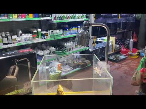 Video Led rọi 3 chế độ màu XiMa cho bể cá cảnh sử dụng cho... - youtube