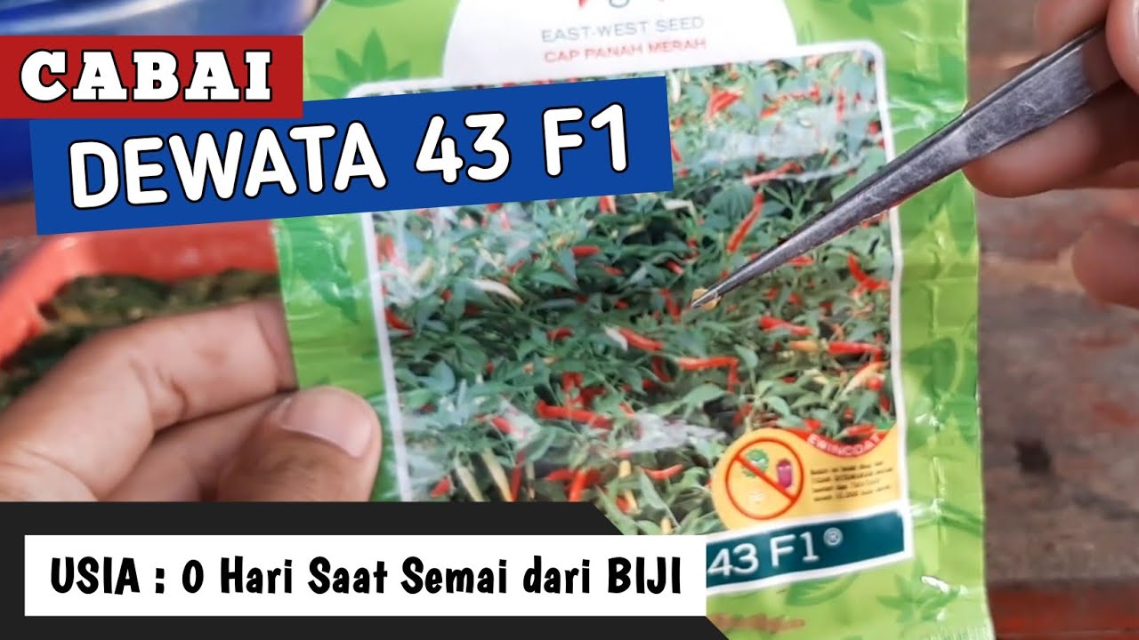 START | Cara Menanam Cabai Rawit (Dewata 43 F1) dari BIJI - PANEN 