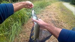 Pêche du carnassier Canal de l'Ourcq (Mareuil), des brochets bien voraces!!!!