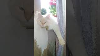 Зефир релаксирует #кот #кошка #коты #зефир #релакс