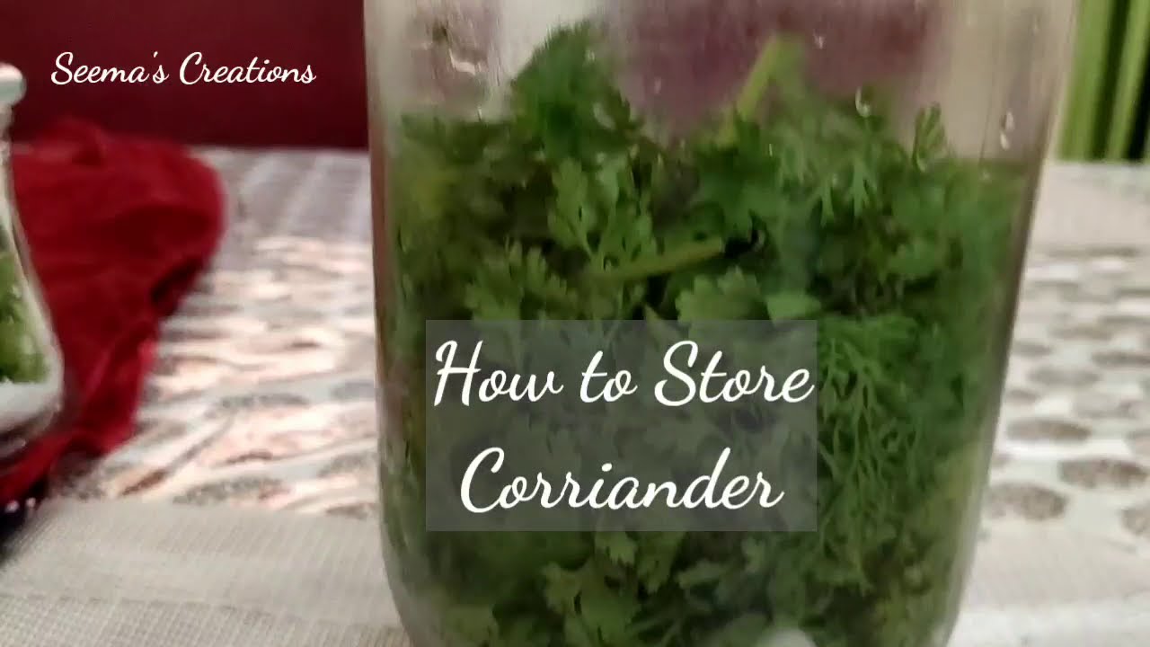 हरा धनिया कैसे ताज़ा रखे/How to keep Coriander Fresh YouTube
