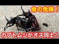 カブトムシがオス同士で交尾して大変なことになってしまいました