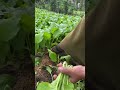 Harvesting fresh mustard green from garden🌿#gardeninglife#harvesttime#fyp