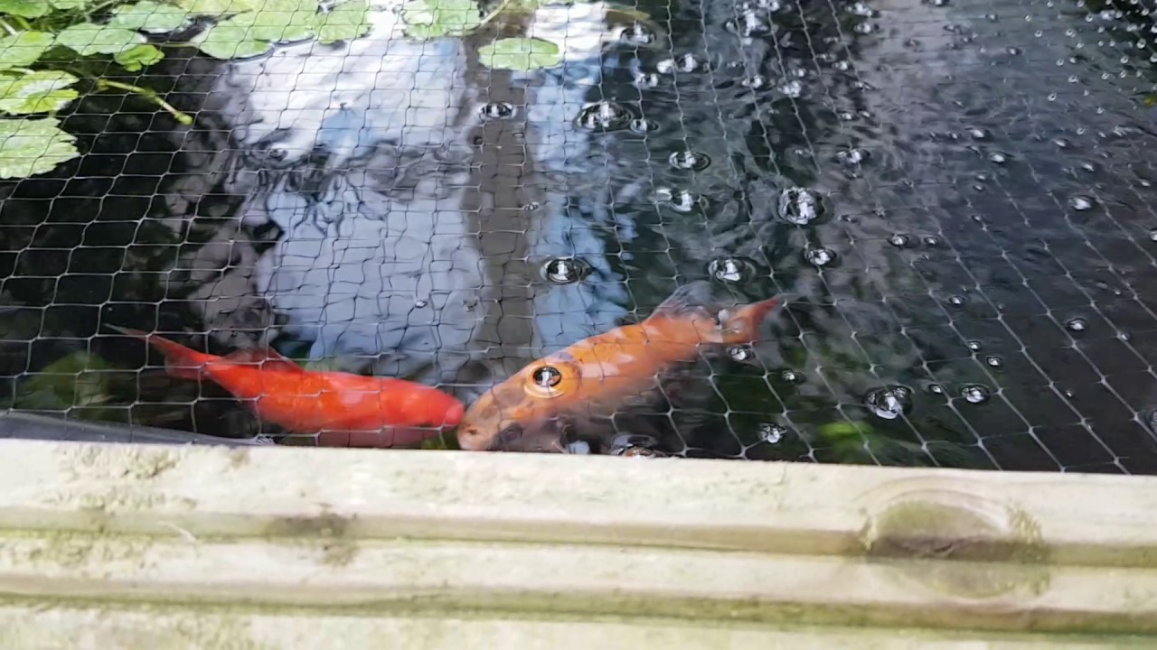 Raised Koi Pond