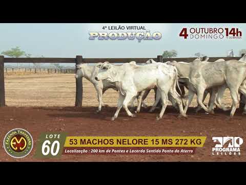 LOTE 60