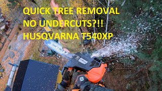 Arborist tree climbing and fast limb removal NO undercuts | Husqvarna T540XP & 572XPG Stihl 462 by patkarlsson 9,181 views 1 year ago 19 minutes