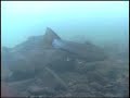 Steelhead Drift Fishing Movie (STS Classics) - Bill Herzog & Nick Amato
