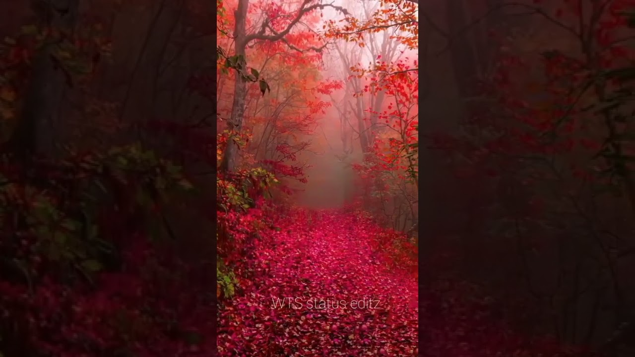 mahobbat barsa de na tu instrumental ringtone watsapp status 💖❤️