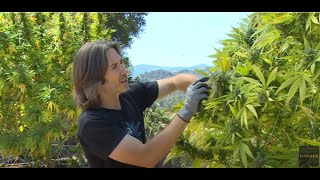 Boutique Backyard Grow Guide/Craft Cannabis Cultivation (Pt.1) Harvest & Drying/Derek Gilman/Ganjier